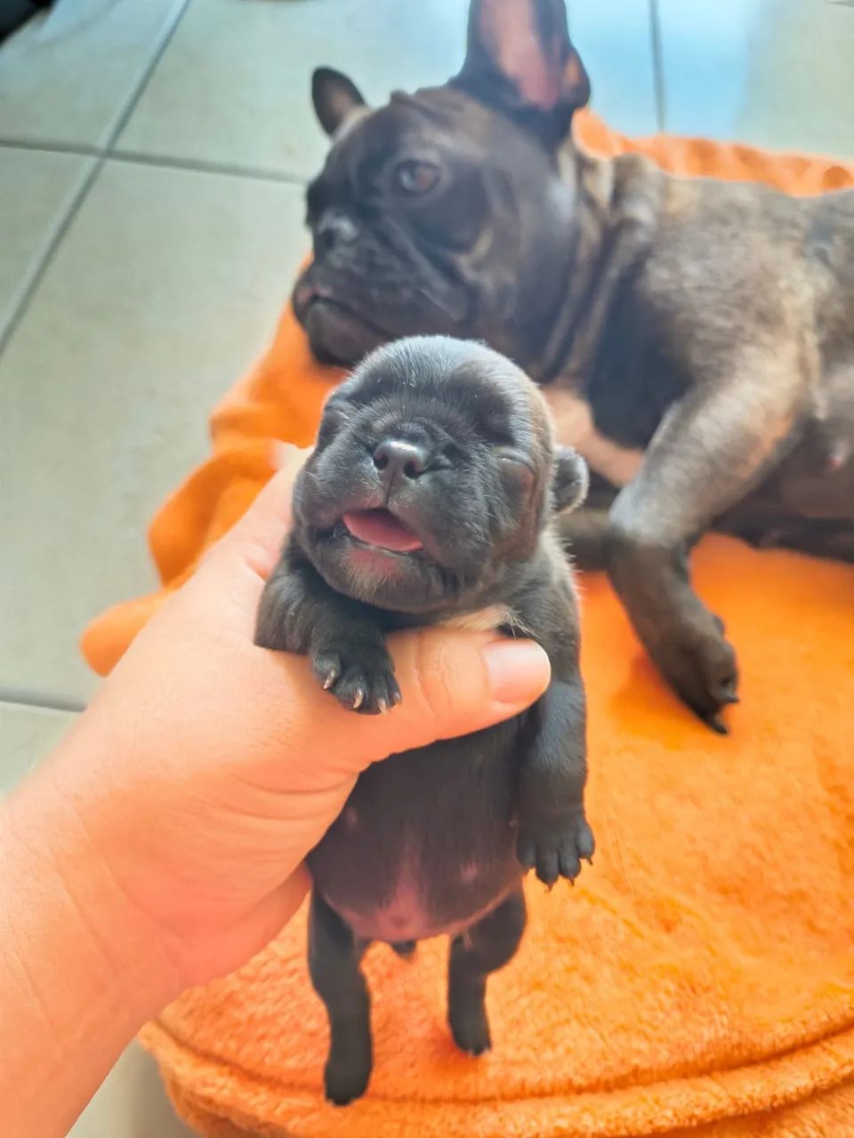 Buldogue francês  - Foto 2
