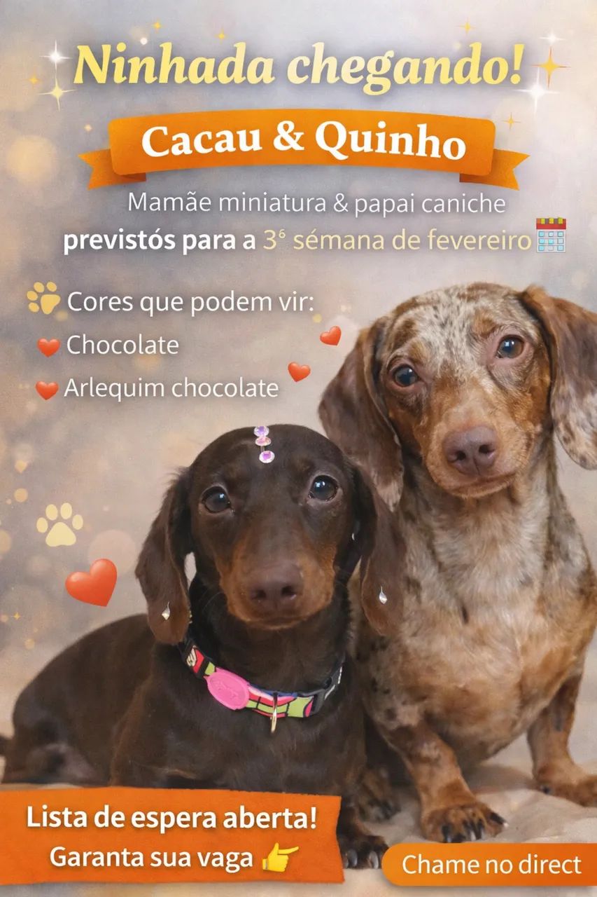 Salsichinha seleção Mundo Dachs