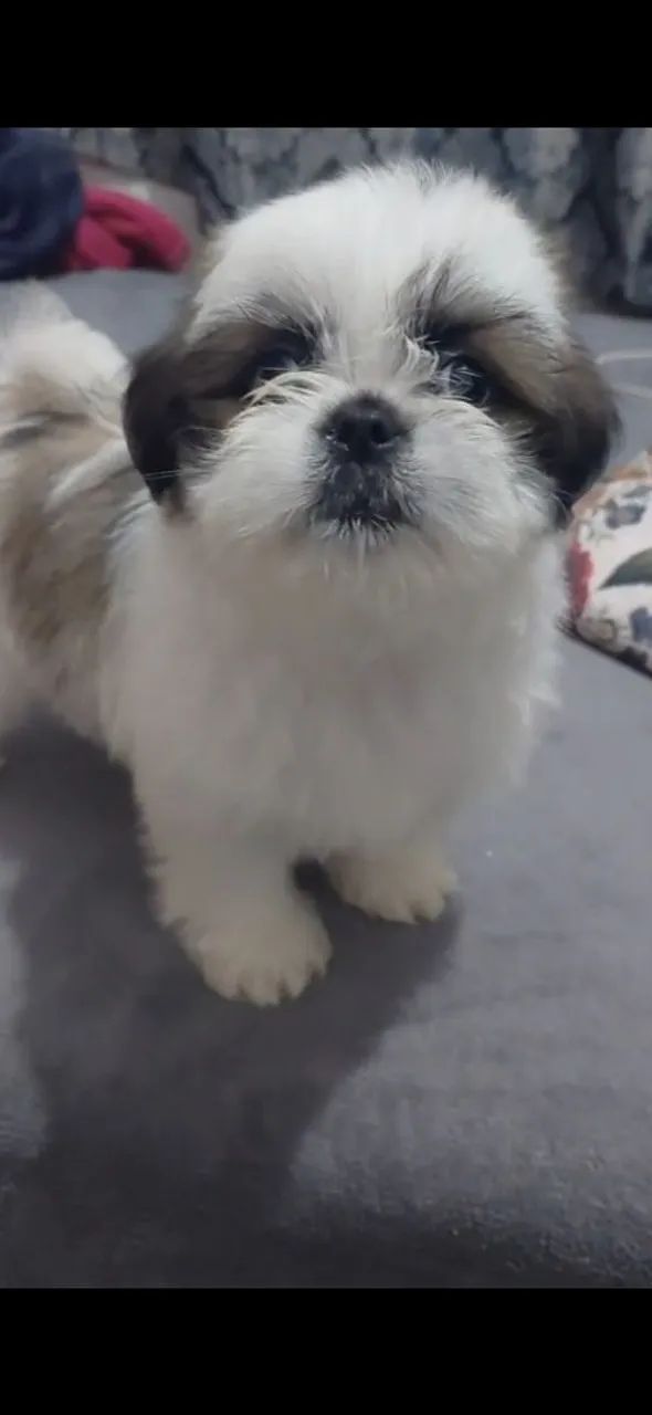 Shi-tzu puro micro.  - Foto 4