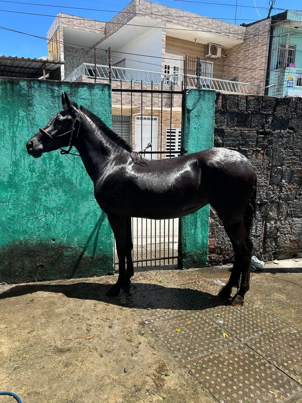 Penas Venda  - Foto 2