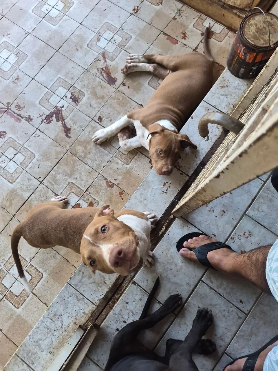 Pit bulls  - Foto 2