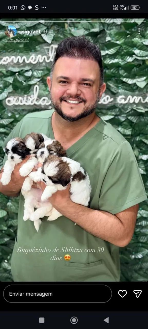 Filhote de shitzu fêmeas  - Foto 6