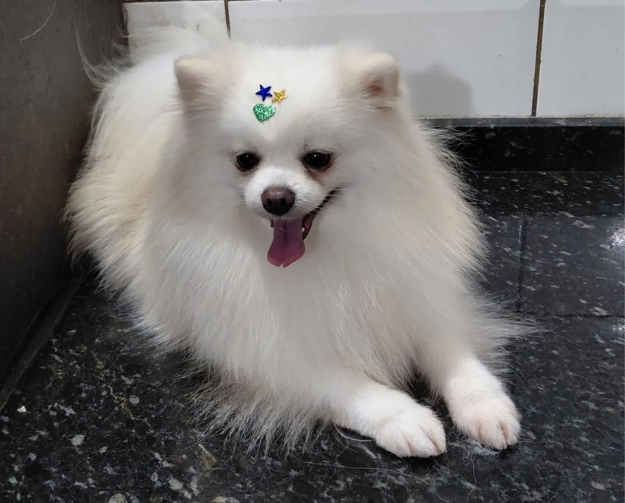 Spitz Alemão Macho