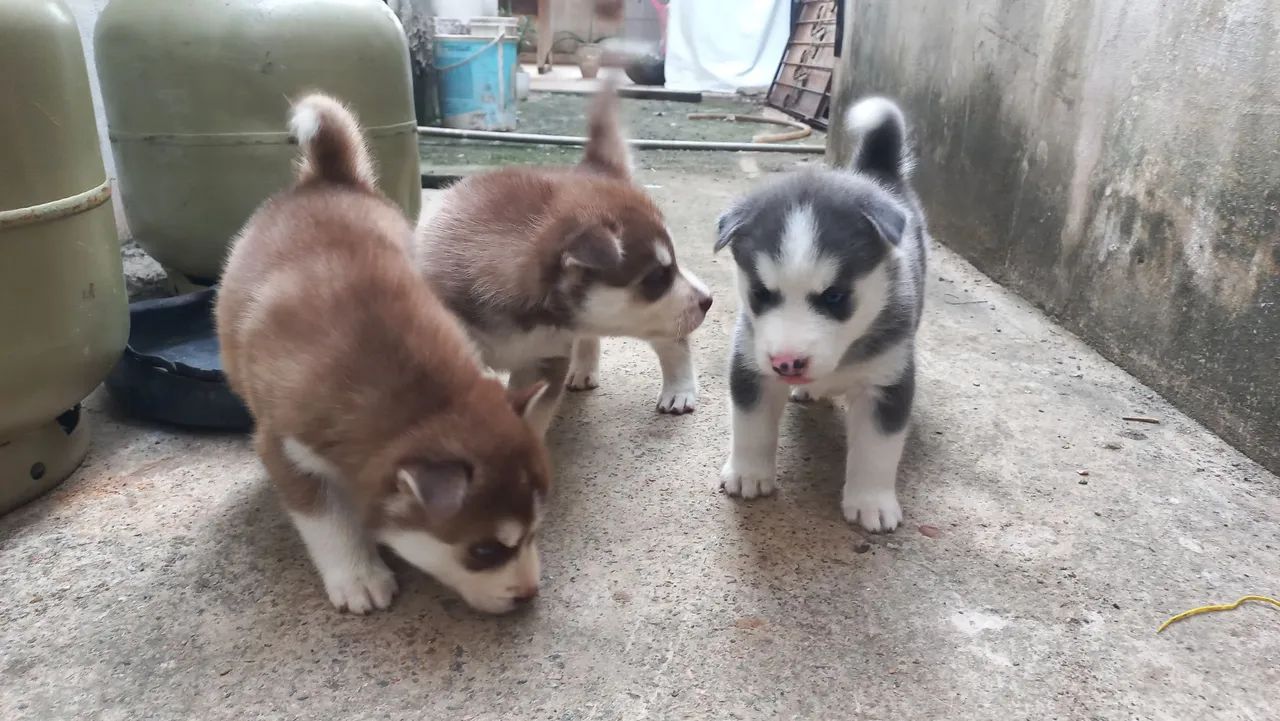 Filhotes de Husky Siberiano - Foto 2