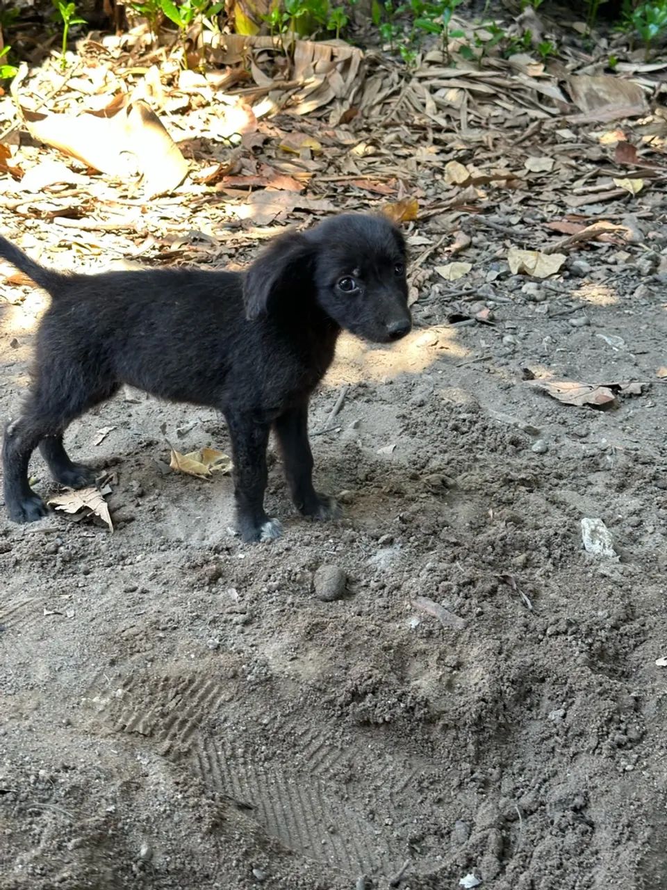 Border collie  - Foto 3