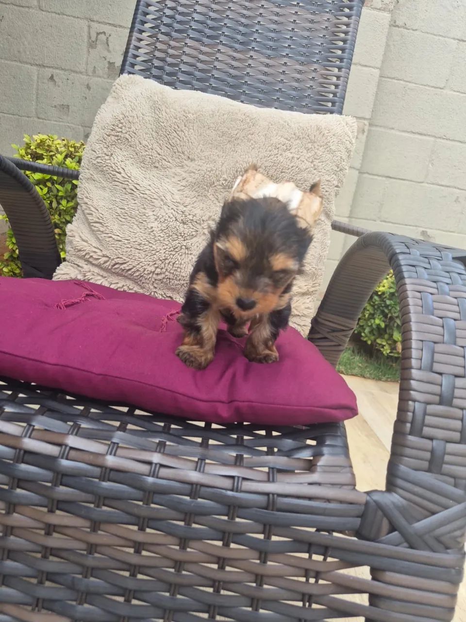 Yorki Micro