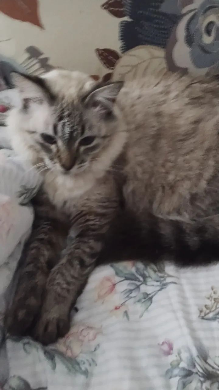 Babá de pets a domicílio  - Foto 5