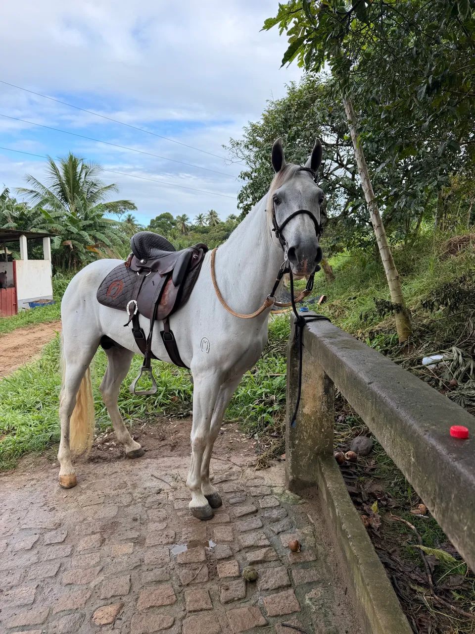 Vendo cavalo Manga Larga Registro  - Foto 2