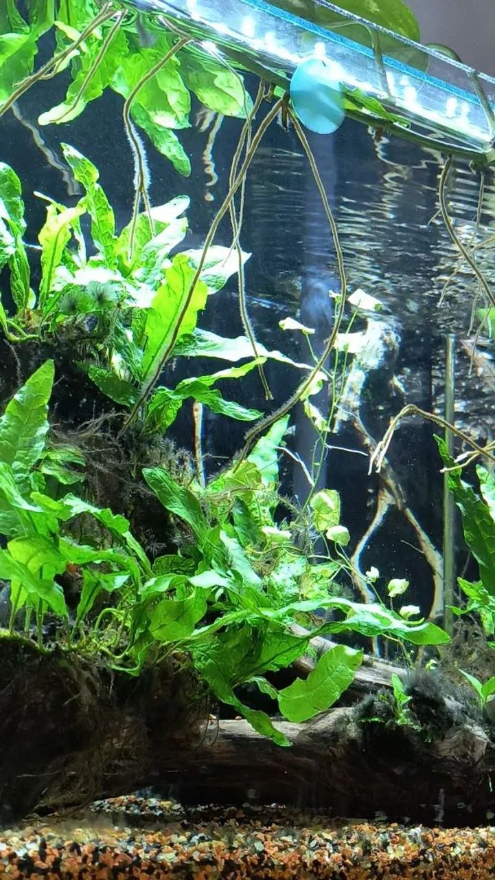 Muda de Microsorum 