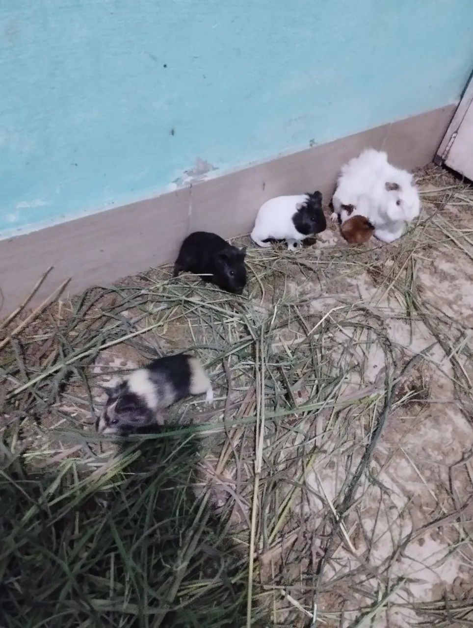 Filhote de porquinhos da india  - Foto 3