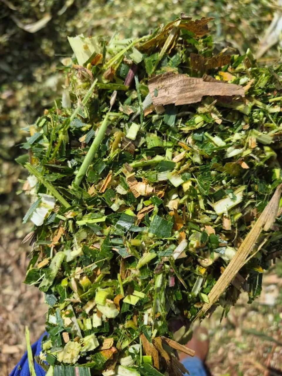 Silagem de milho - Foto 5