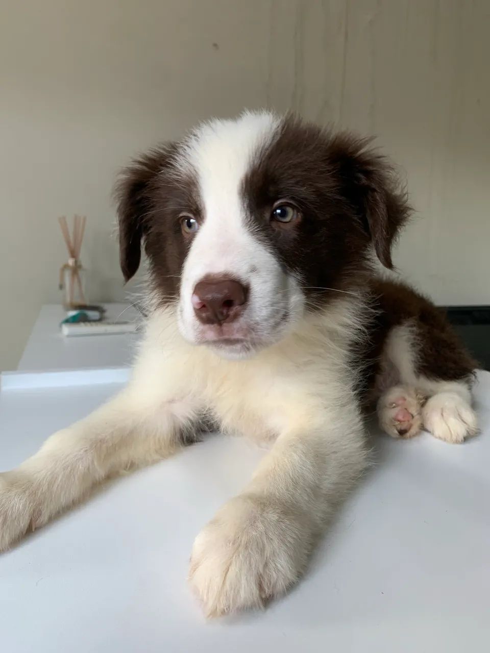  Border collie (macho marrom)