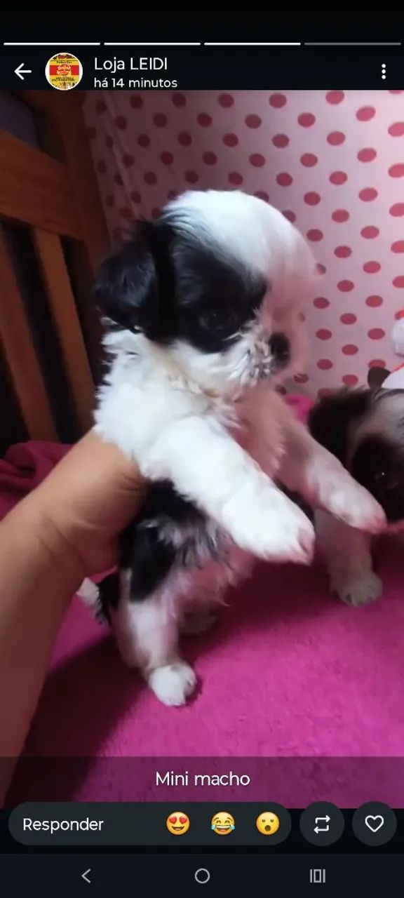 Shitzu mini Macho 