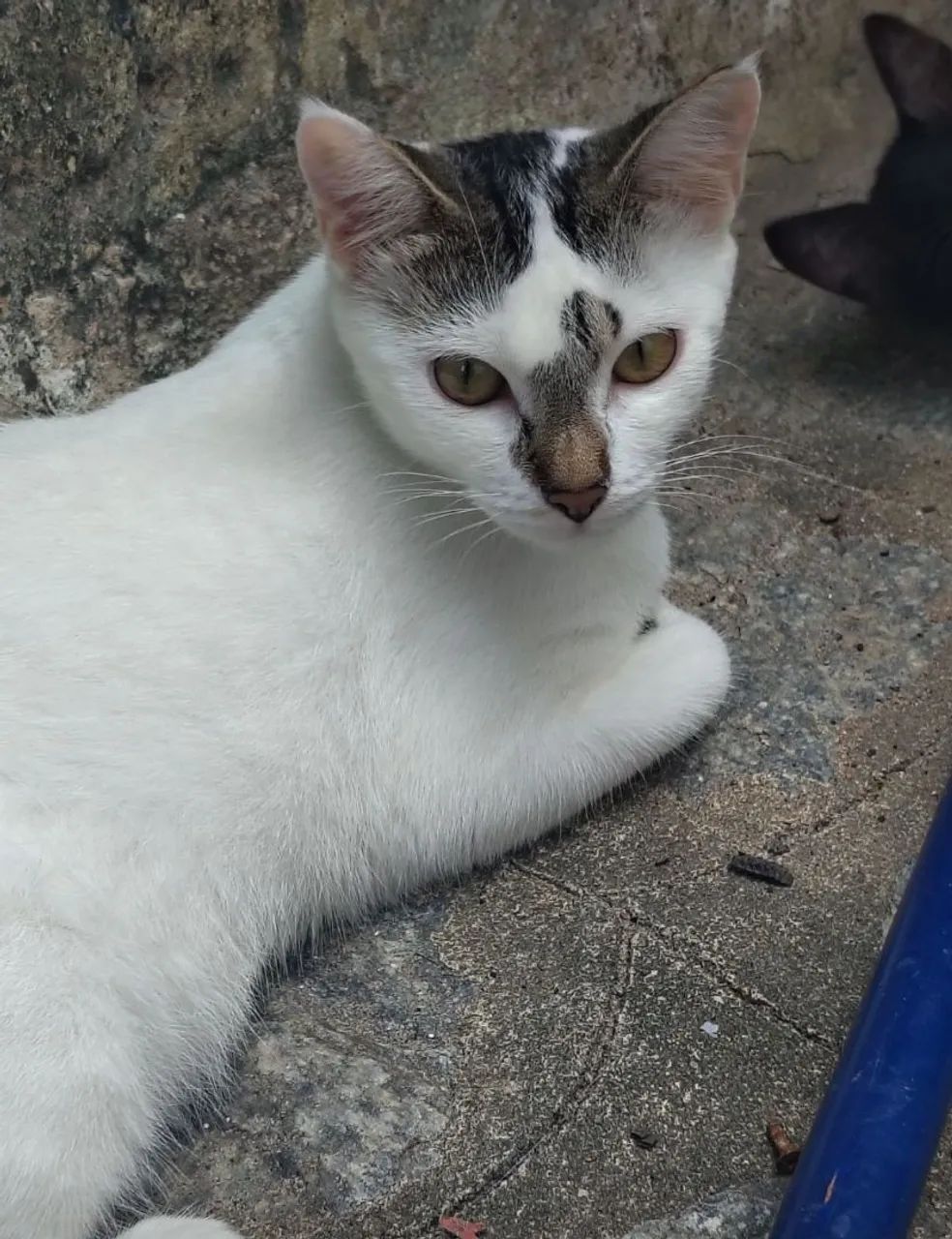 Adoção responsável  - Foto 2