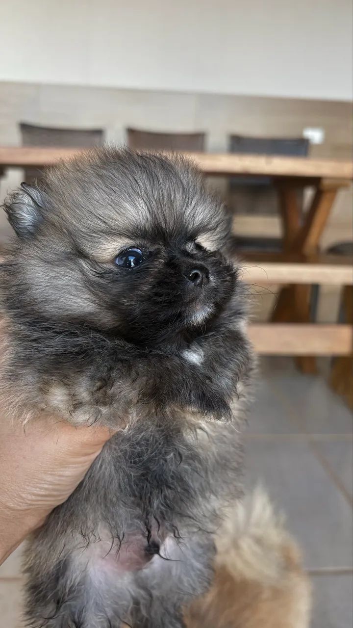 Filhote Lulu da Pomerania, Sptiz Alemão Anão 