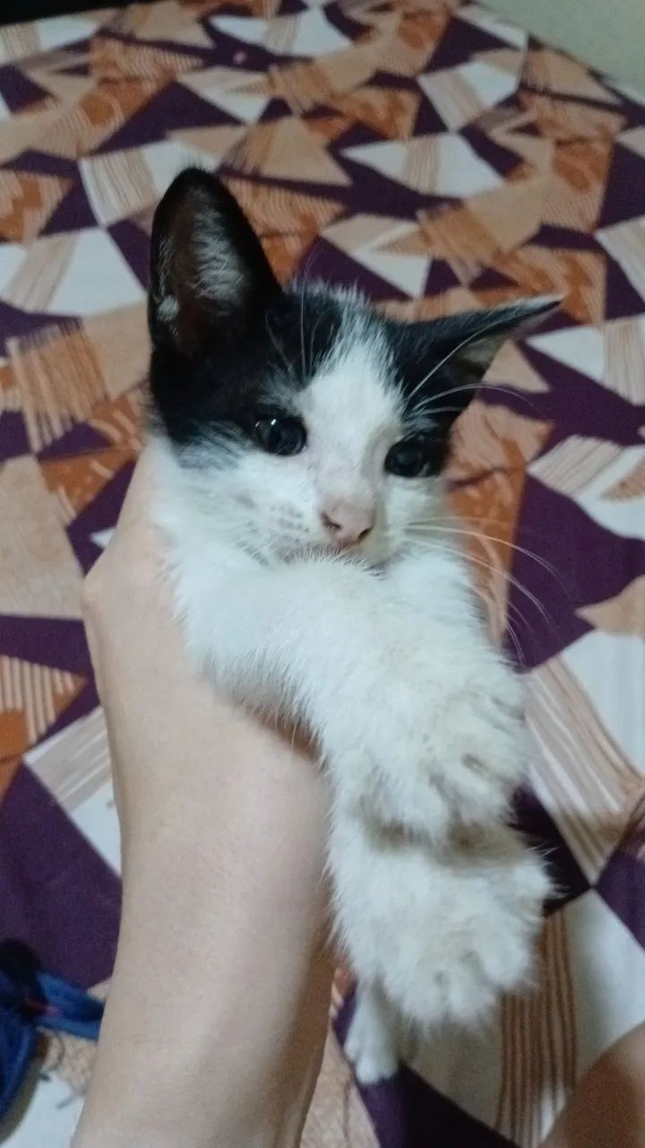 Filhote de gato para adoção  - Foto 3