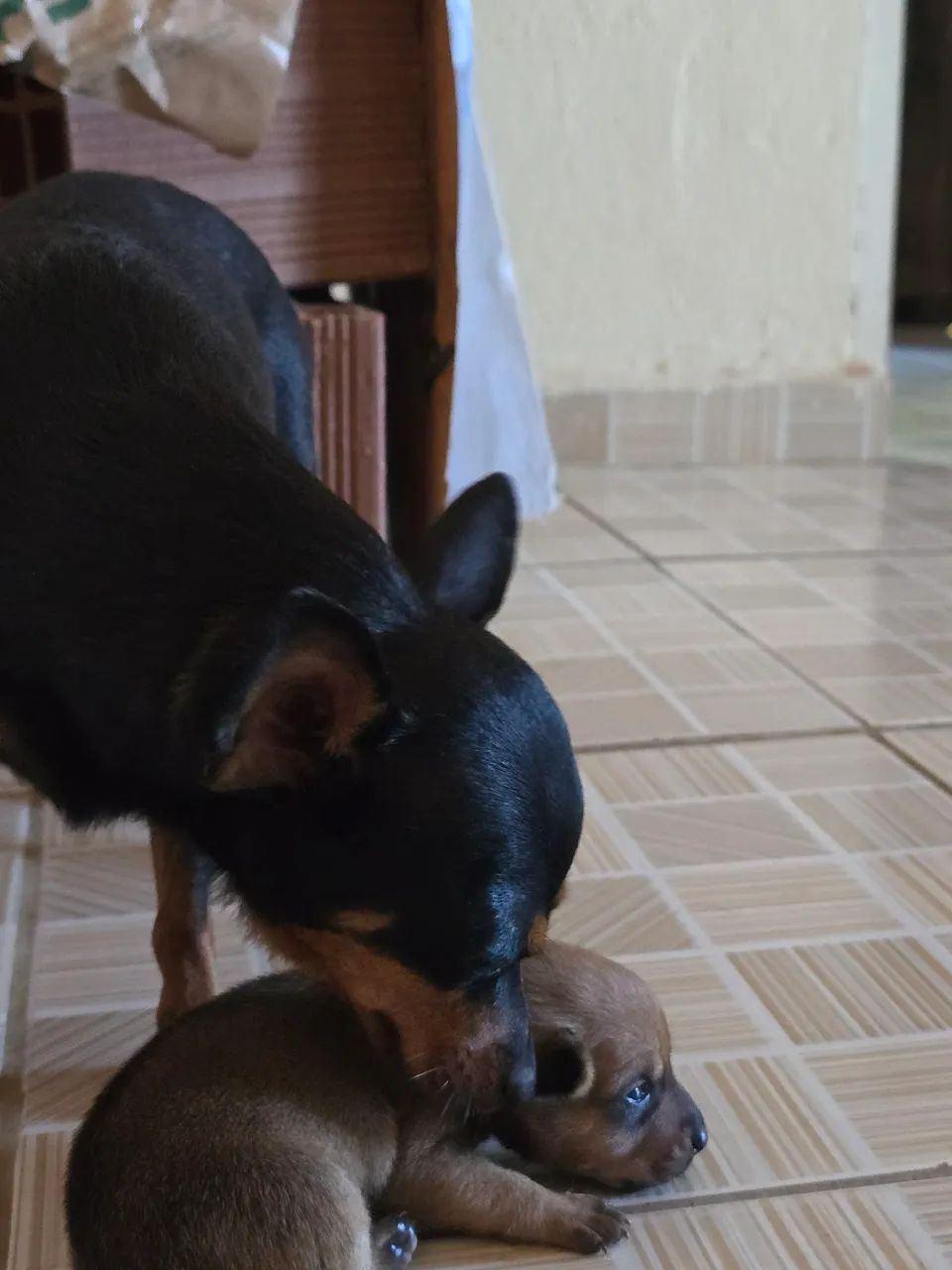Pinscher zero  - Foto 4