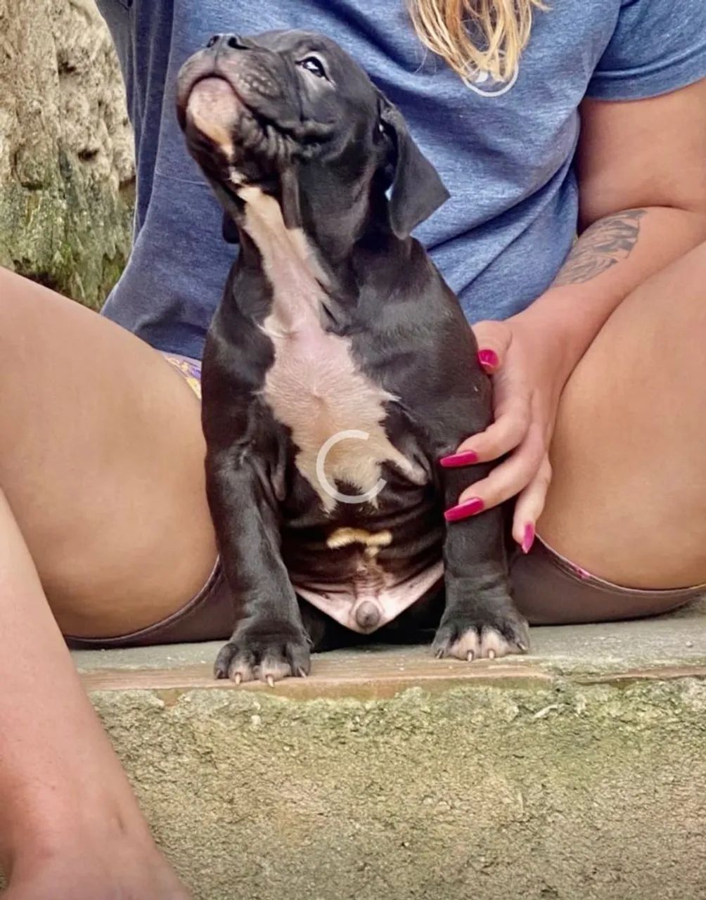 American bully  - Foto 2