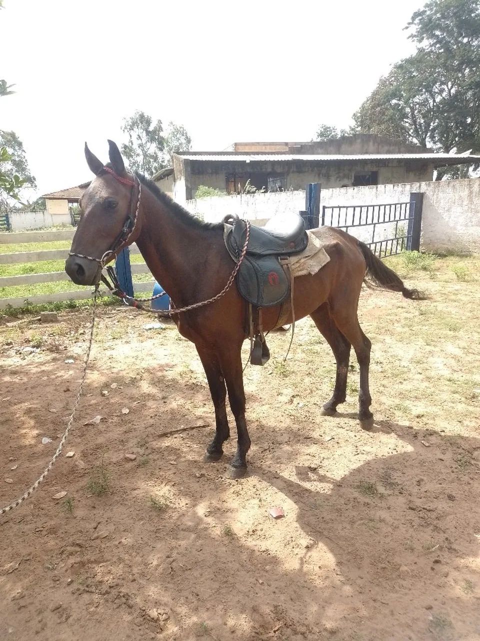 Vende-se potro - Foto 4