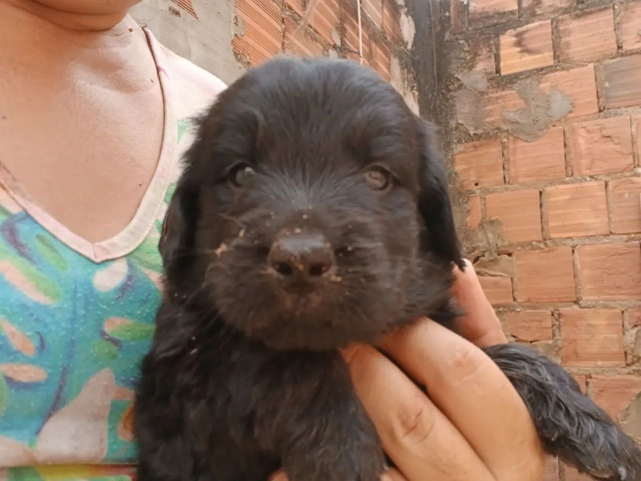 Filhotes de Labragold 