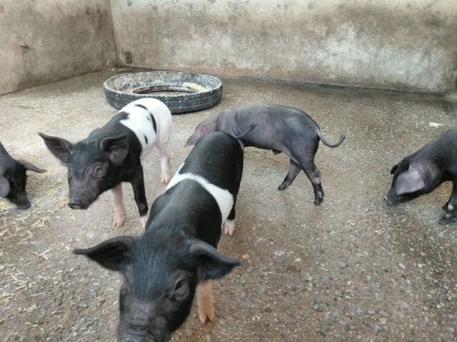 Leitões e leitoas  - Foto 3