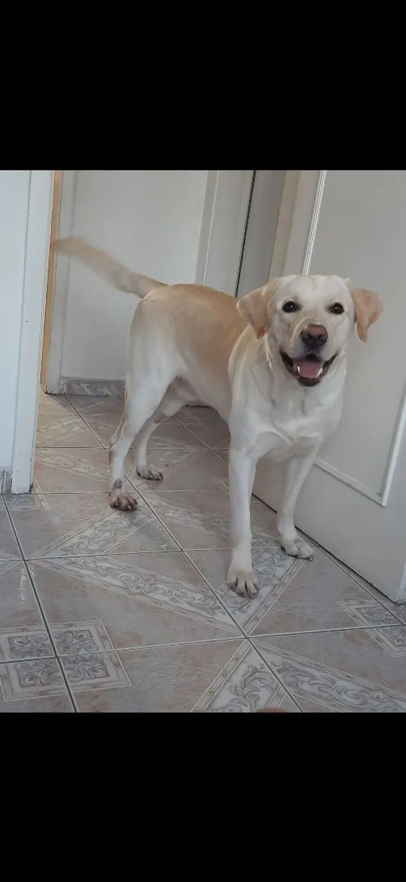 Doação de labrador  - Foto 2