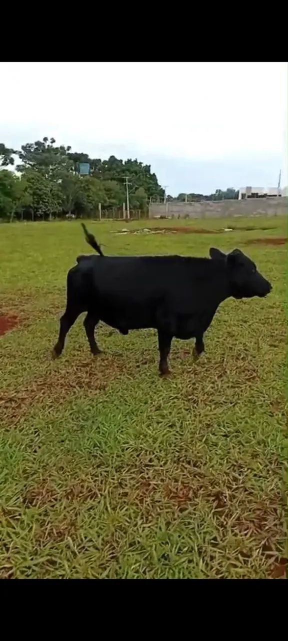 Mini vaca 