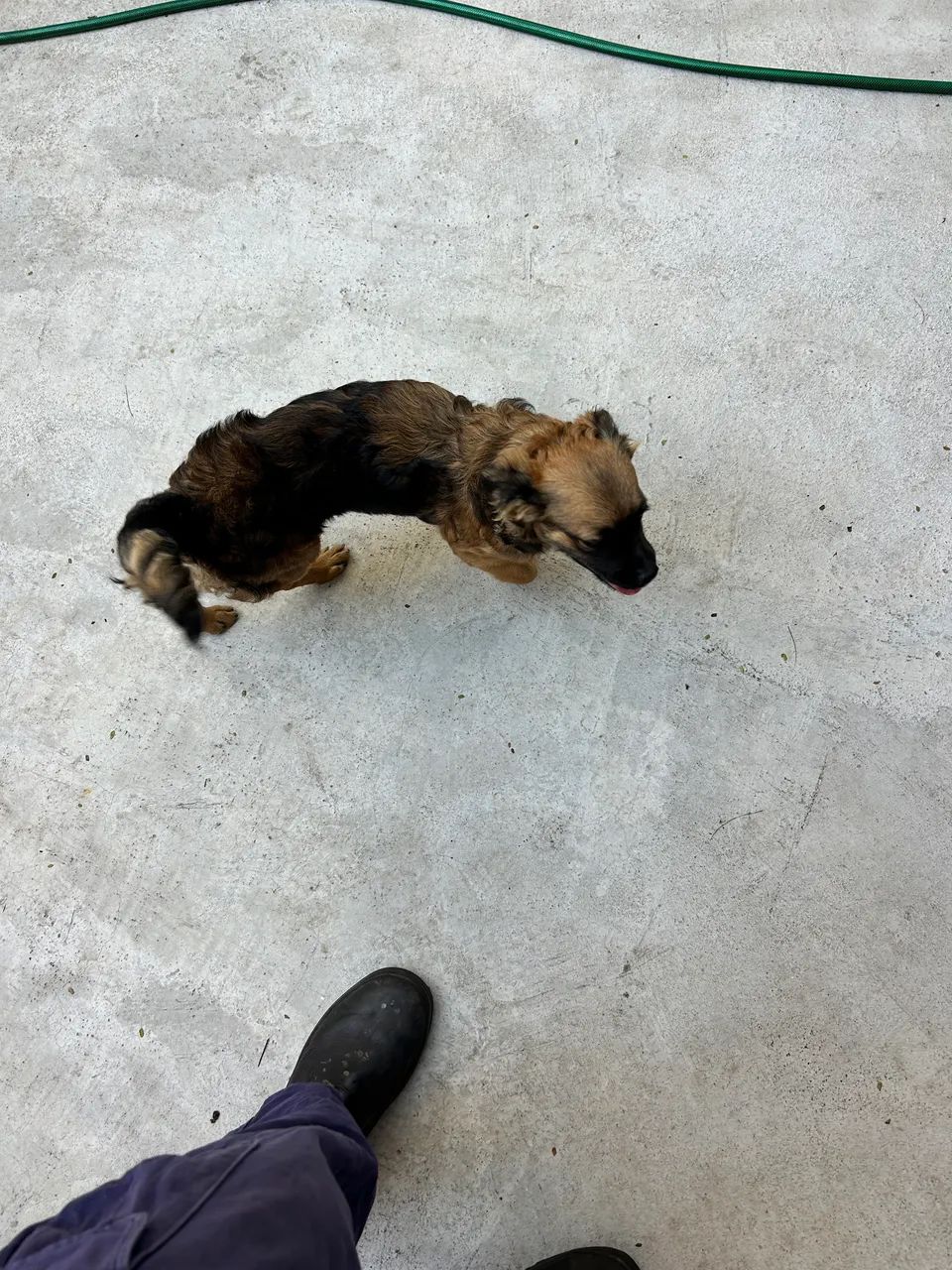 Cachorra pra doação  - Foto 4