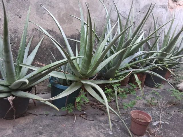 Babosa