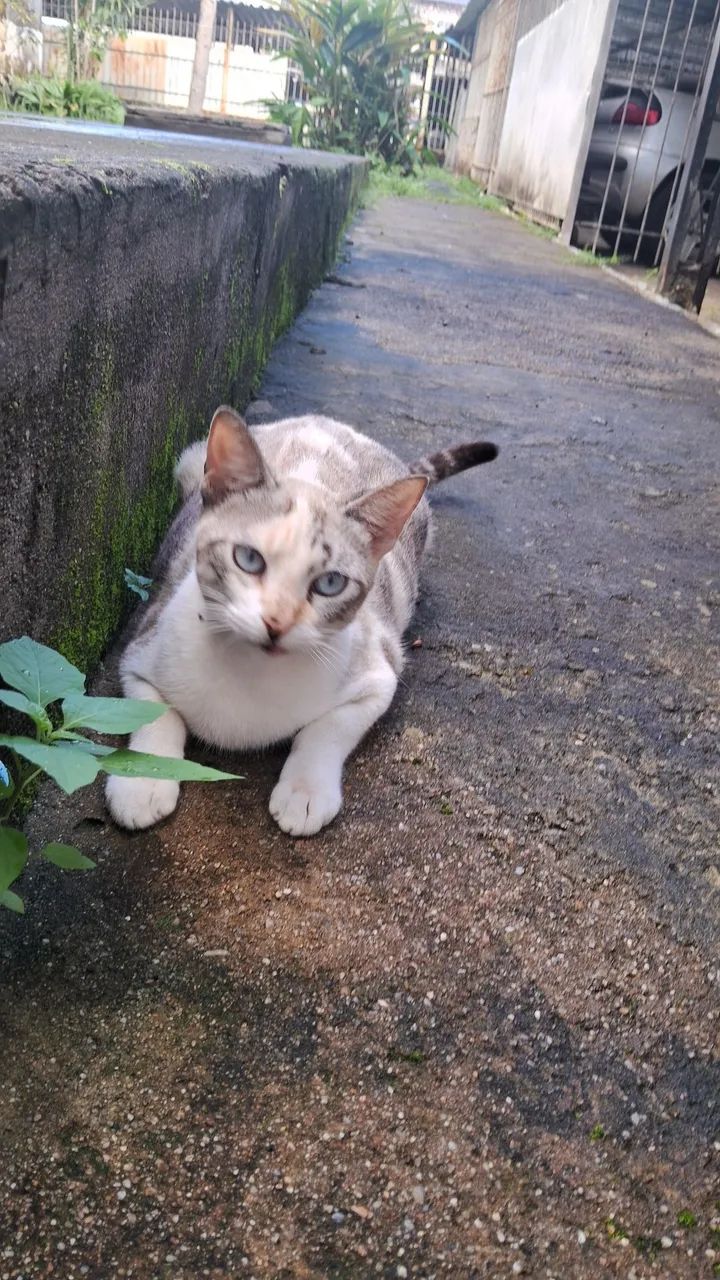ADOÇÃO GATA CASTRADA - Foto 3