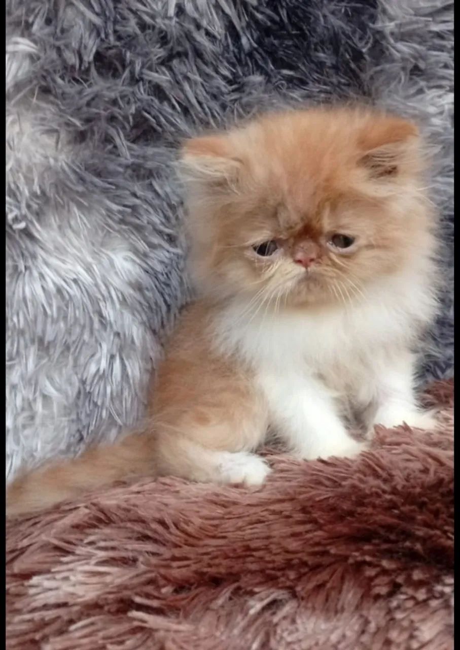 Gato Persa  - Foto 5