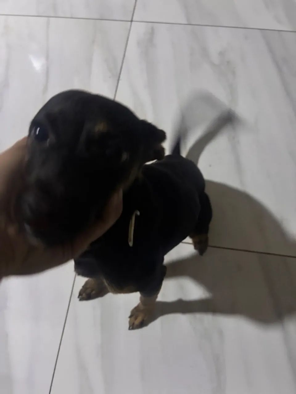 Cachorra misturada com pinscher doação  - Foto 5