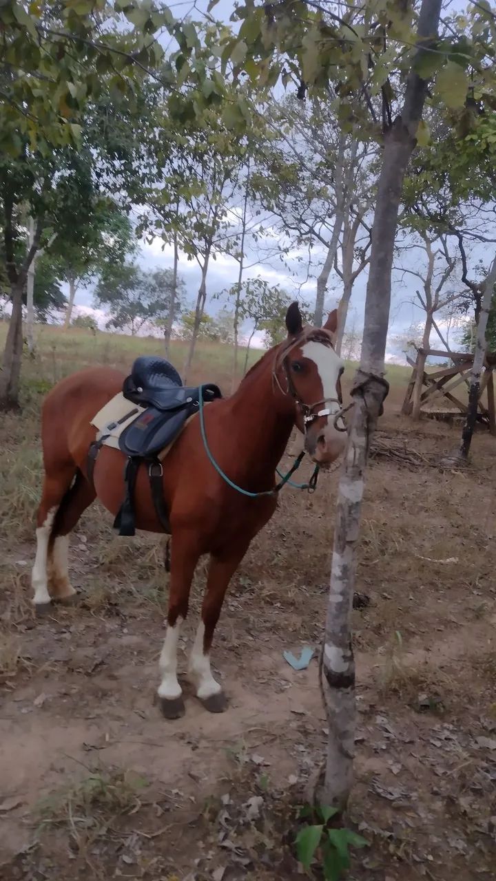 Égua para cavalgada e trabalhos no campo  - Foto 3