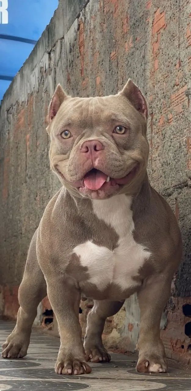 Venda American Bully micro