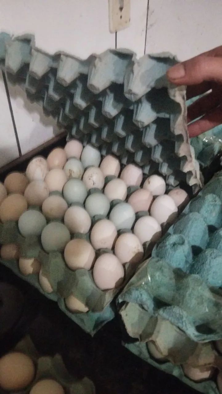 Ovos férteis índio gigante com galinha caipira pura da canela amarela  - Foto 2