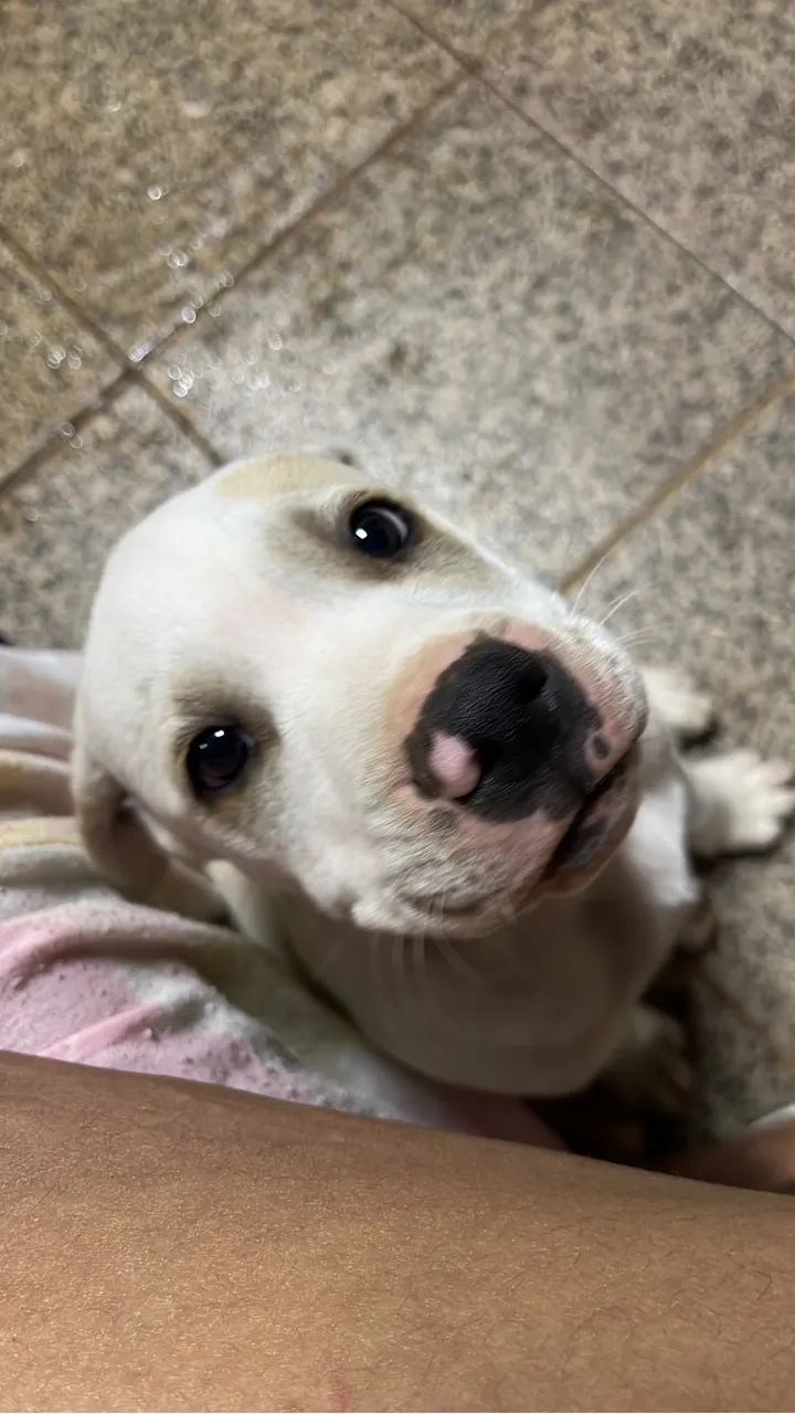Doa-se cachorro - Foto 2