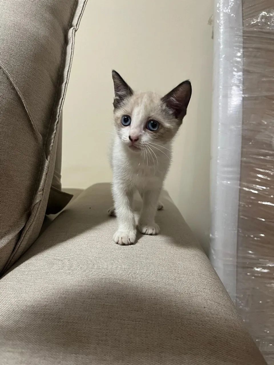 Gatinha