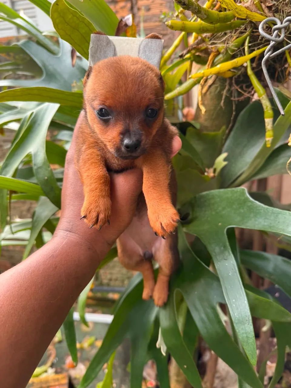Fêmea Pinscher  - Foto 2