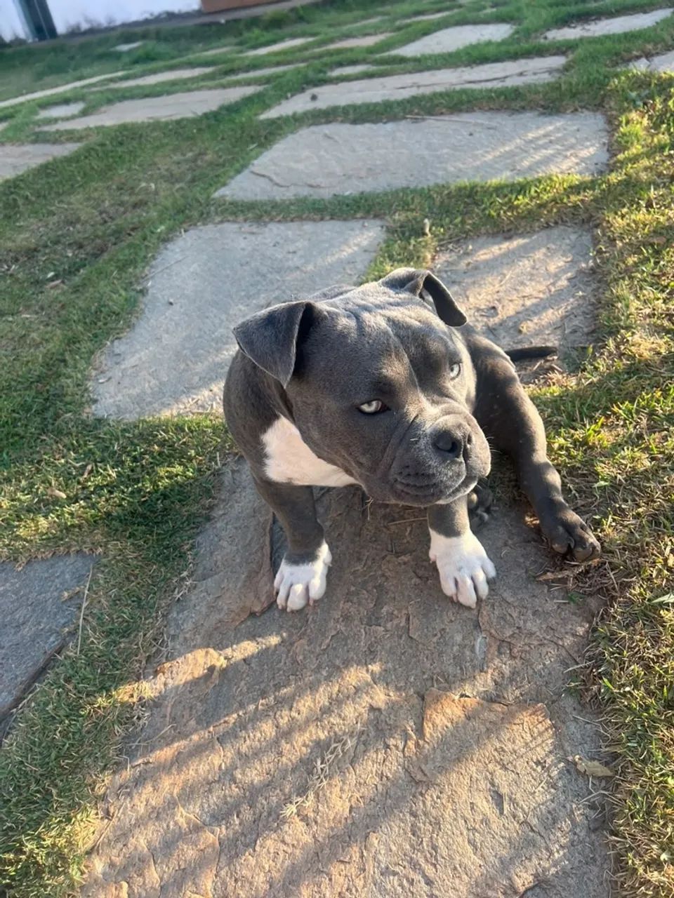 American Bully Macho  - Foto 3
