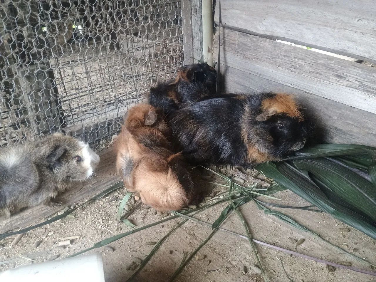 Porco da índia  - Foto 4