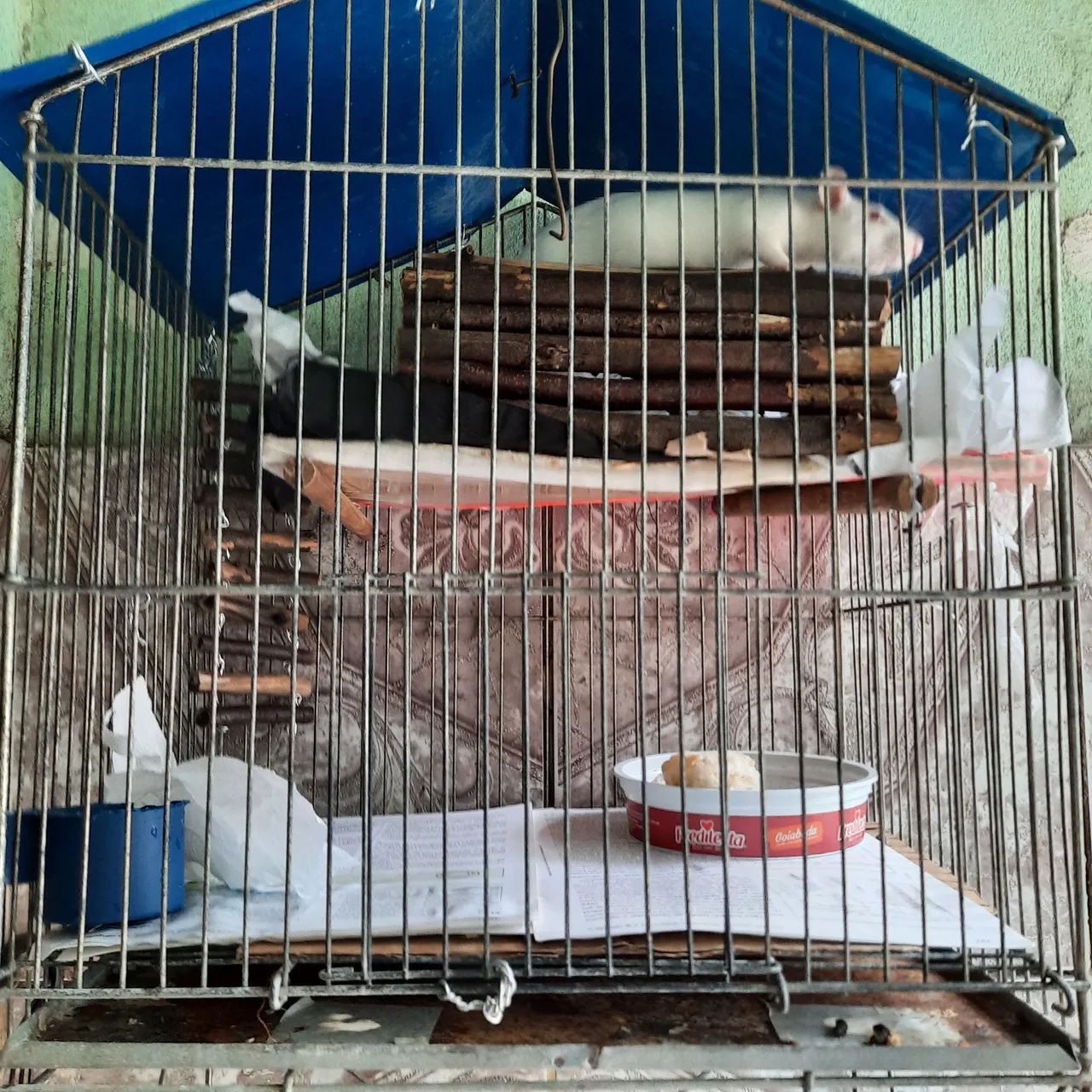 Ratinhos Twister  - Foto 5