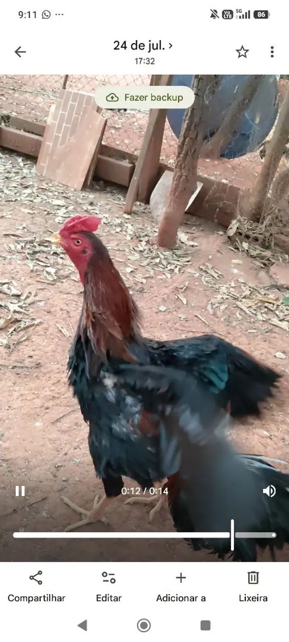 Frango bode - Foto 4