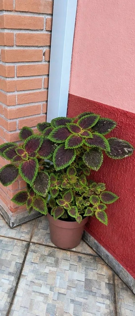 Vaso de coleus 