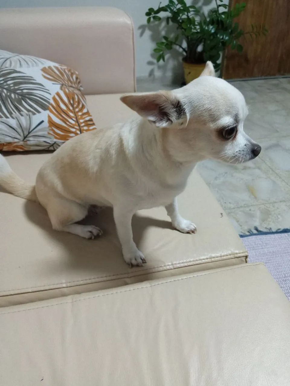 Chihuahua Mãe e Filho  - Foto 4