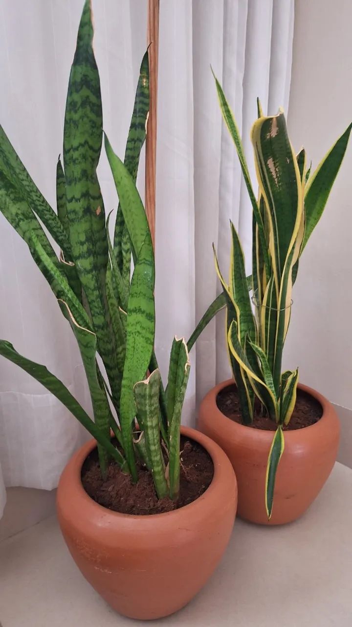 2 Vasos com plantas  - Foto 3