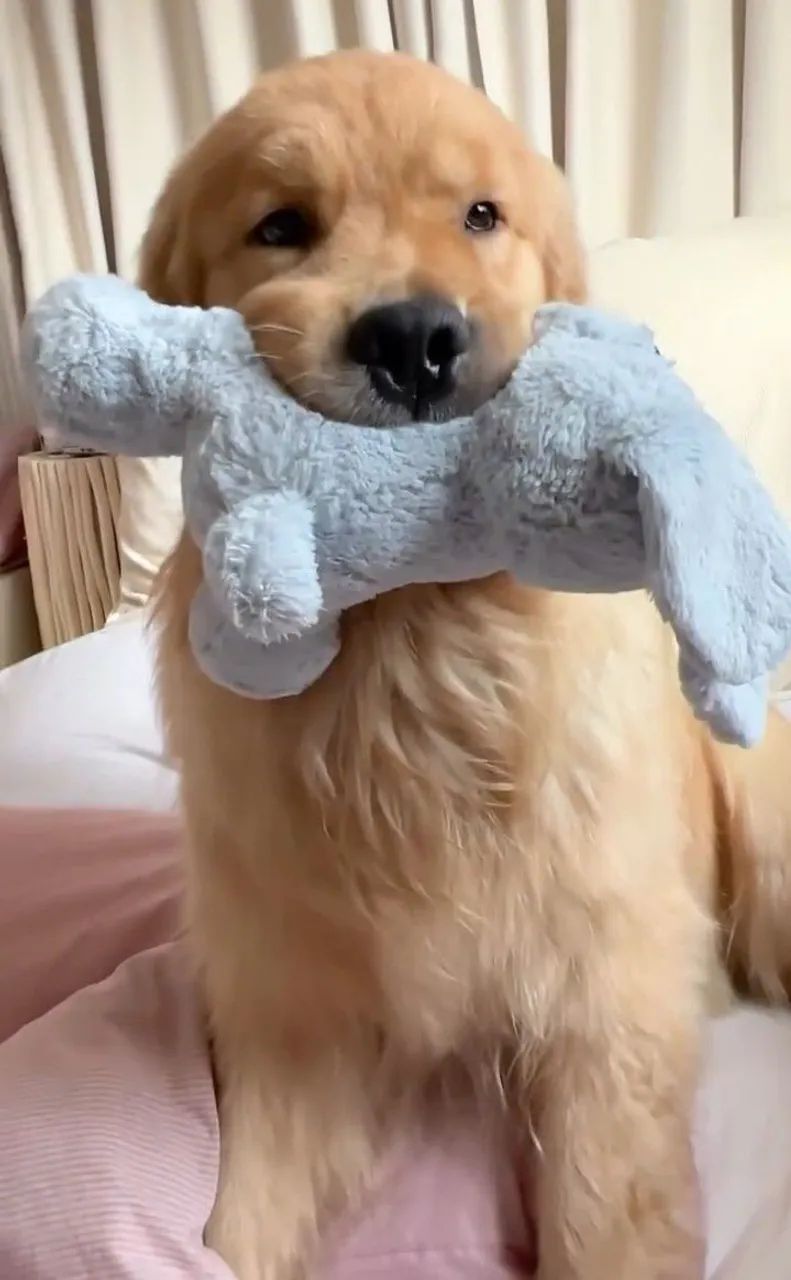 Golden perfeito 