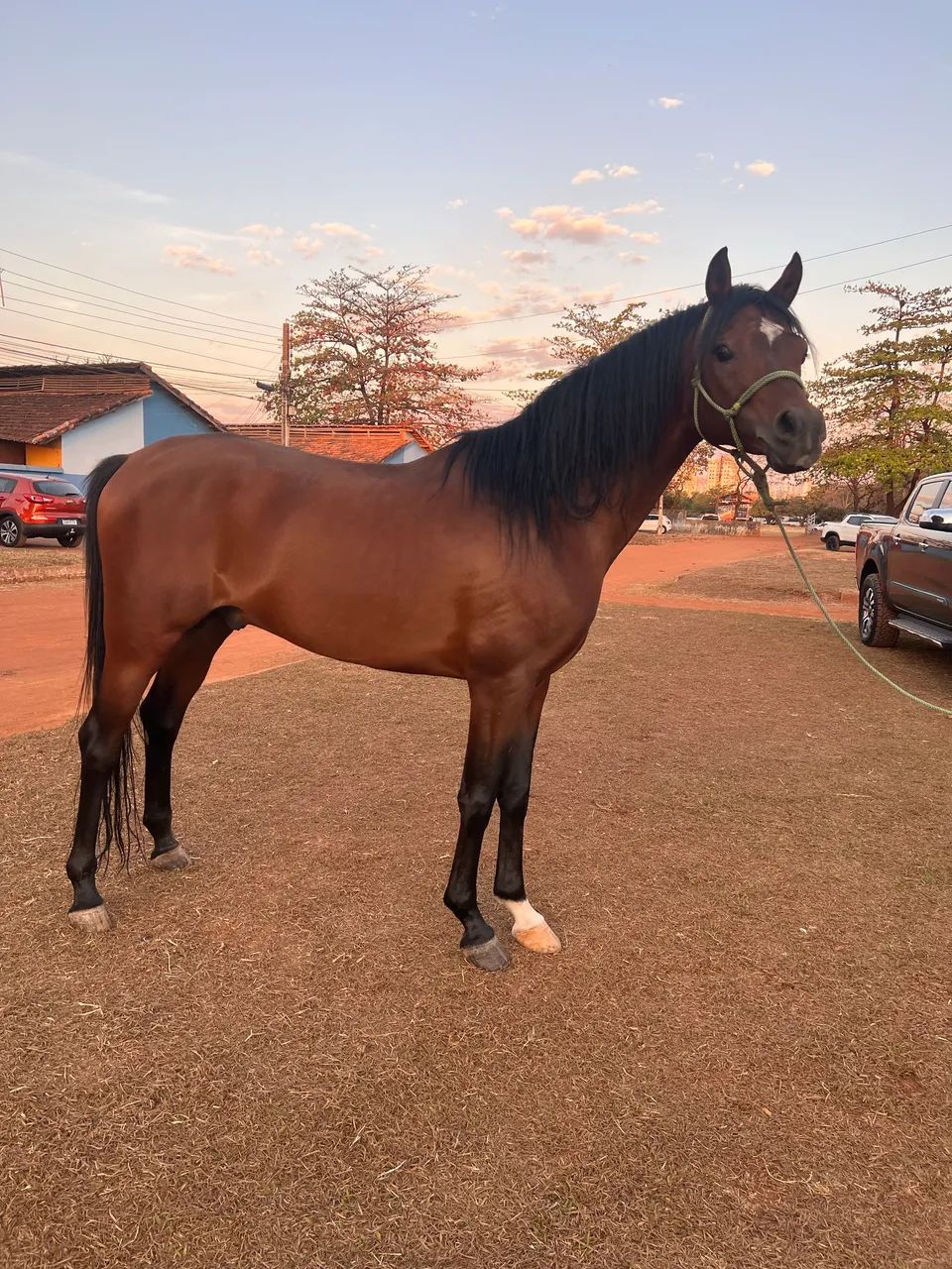 Cavalo árabe  - Foto 5