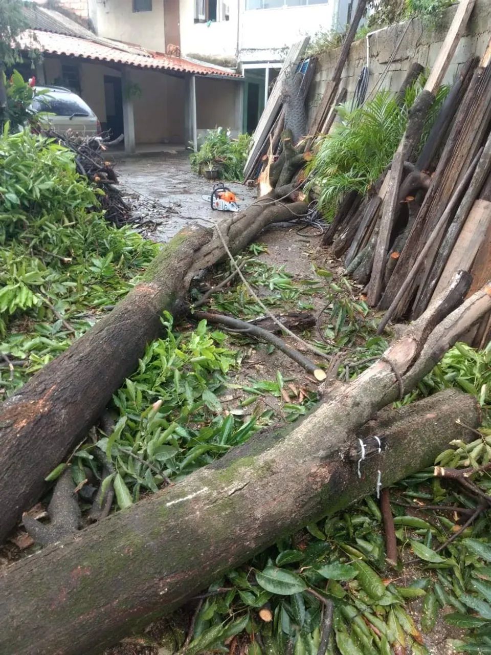 Poda e corte de árvores jardinagem em geral  - Foto 5