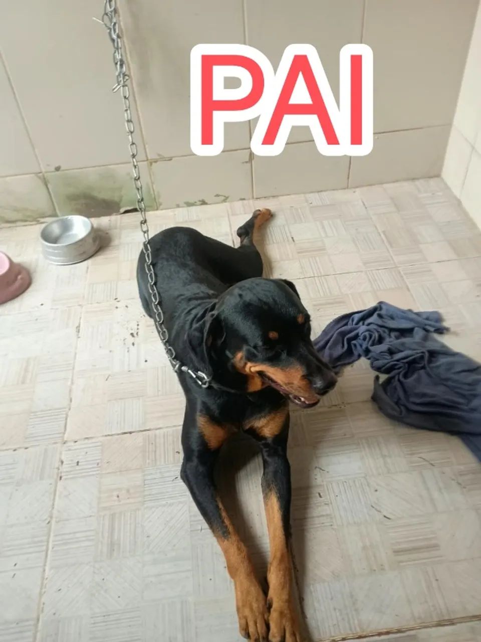 Cachorro Rottweiler - Foto 3