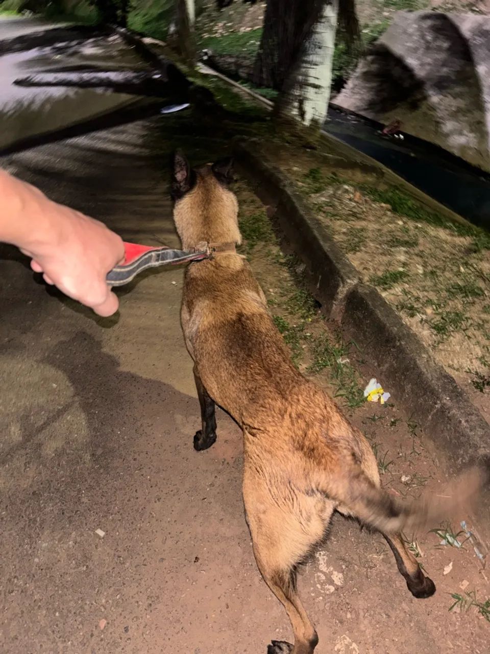 Cadela Malinois  - Foto 4